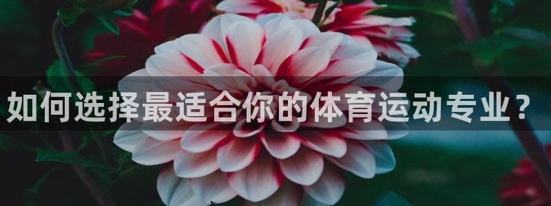杏宇登录